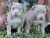 PoulaTo: Pitbull